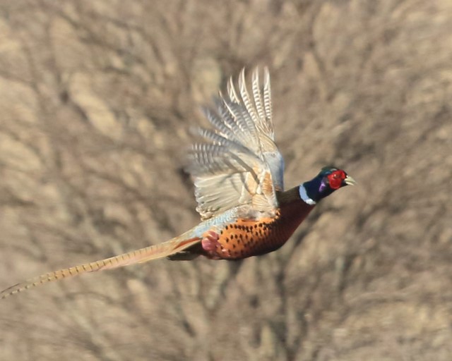 Hunters Should Find Ideal Conditions For Opening Of Pheasant Season