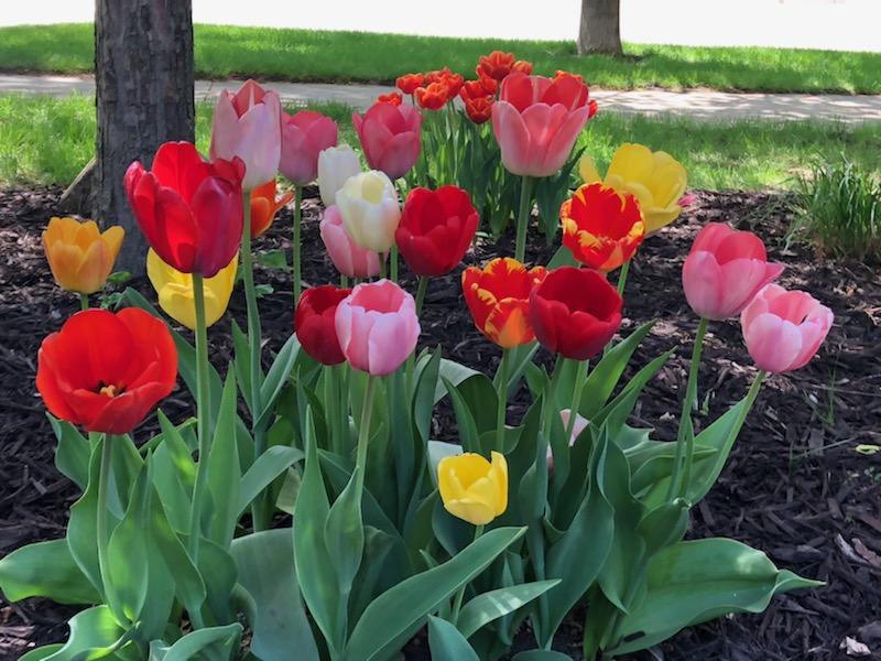 Orange City Tulips Ready for the Festival - KLEM 1410